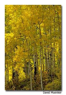 Aspens-Gold-Autumn Colorado Scenic Byways: Grand Mesa 2