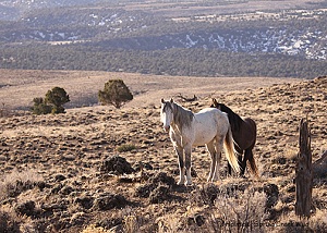 Wild Horse Herd and Range Wild Horse Herd and Range