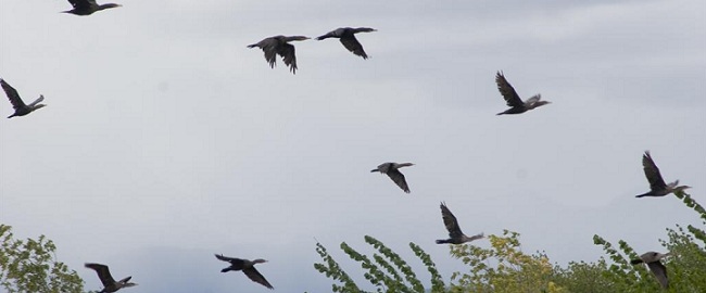 Birds St Vrain 650 Birds St Vrain