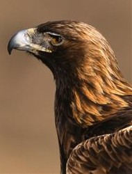 Golden Eagle Roxborough Golden Eagle Roxborough