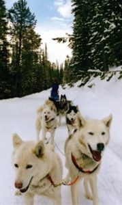 breckenridge_dog_sledding Mush! Frolic In the Snow With the Dogs 3