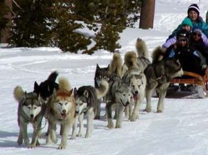 dog-sledding-breckenridge-s Mush! Frolic In the Snow With the Dogs 4