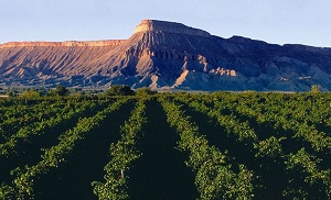 Vineyard Grand Junction