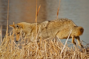 Coyote Pounces Crown Hill Coyote Pounces Crown Hill