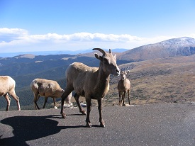 Bighorn Sheep Mt Evans Bighorn Sheep Mt Evans