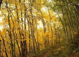 Aspens Hiking Trail Aspens Hiking Trail