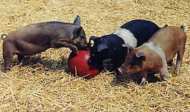 Piglets Animal Farm Piglets Animal Farm
