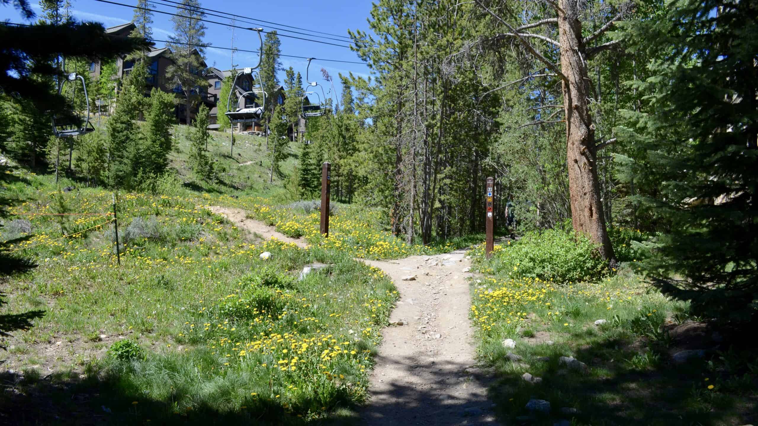 Breckenridge, Colorado — Sawmill Trail through pine forest and summer wildflowers