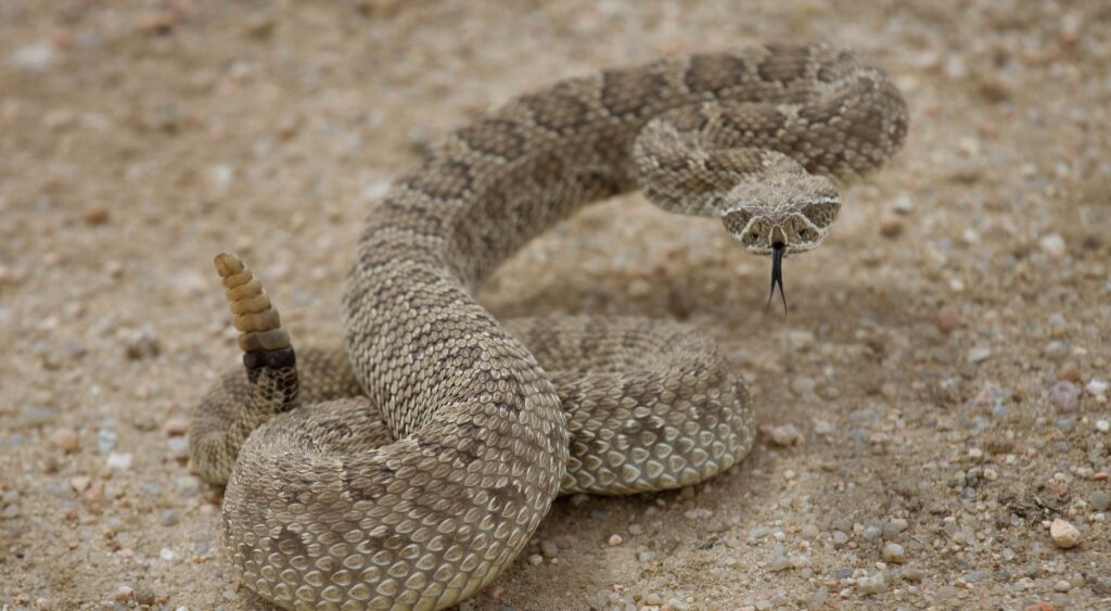 snakes in colorado